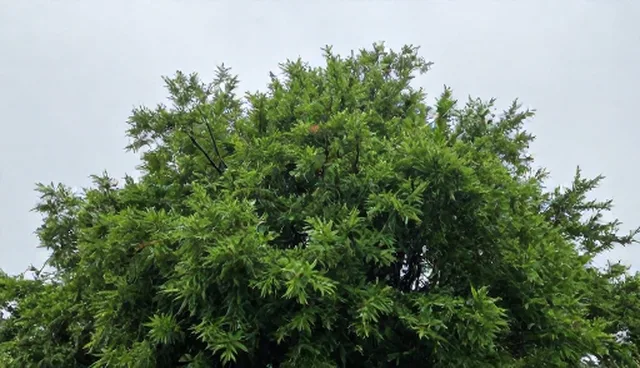 市场变化中技术转让的适用情况与限制分析